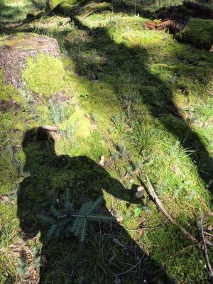 Schattenfigur im frühherbstlichen Wald; Foto Jörn 14.9.25
