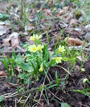 Erste Schlüsselblumen; Foto Luca 24.2.24