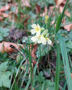 Schlüsselblumen Martin 1.11.22