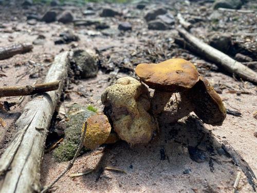 Schmarotzerröhrlinge am Kartoffelbovist; Foto Torben 2.9.23