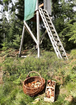 Pause mit vollen Körben am Jägerstand; Foto Dirk 8.10.23