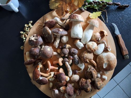 Schöner Herbstfund; Foto Scuttle 5.10.25