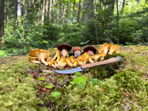 Schöner Fund von Heiko im Hochschwarzwald (Foto © Heiko) 23.7.23