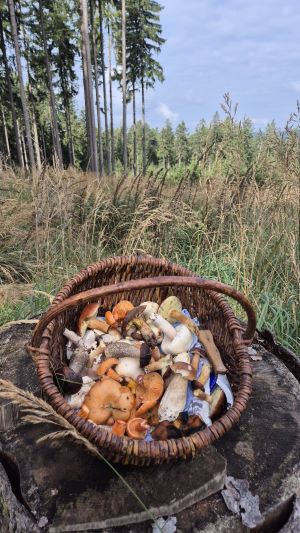 Korb mit herbstlicher Mischung; Foto Jörn 28.9.25