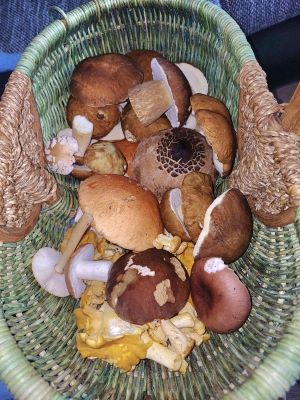 Korb mit schöner Pilzmischung; Foto Heidrun 23.7.25