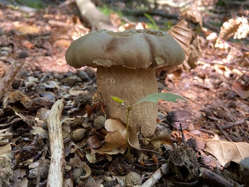 Schöner Sommersteinpilz; Foto Tobias 22.8.23