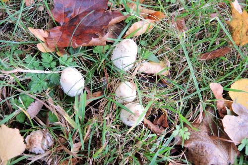 Wenige Schopftintlinge; Foto Gisela 26.10.25