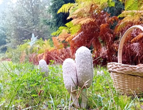 Schopftintlinge, Farnkraut, Pilzkorb; Foto Thomas 27.9.25