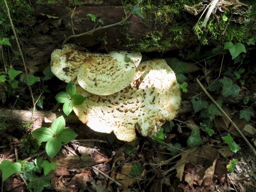Schuppige Porlinge und Vierblättrige Einbeeren (links); Foto Michael 22.4.25