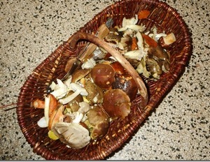 Hermanns Schwammekorb; Foto Hermann 19.11.23 Hermanns Schwammekorb; Foto Hermann 19.11.23