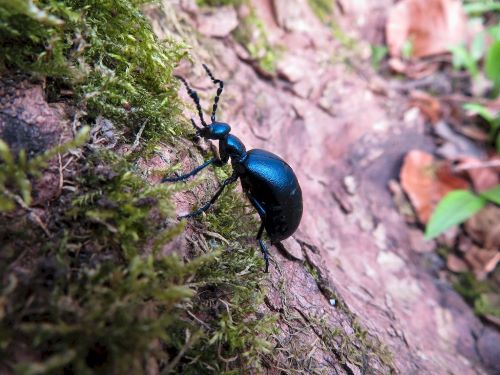 Seltener Schwarzblauer Ölkäfer; Foto Michael 25.3.25