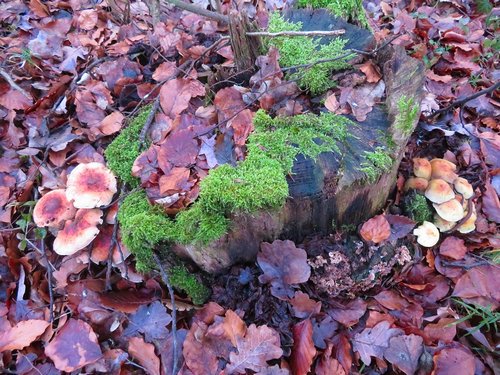 Ziegelrote und Grünblättrige Schwefelköpfe; Foto Michael 28.12.23