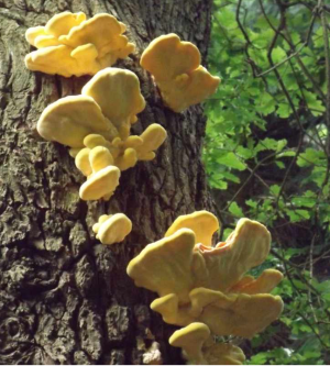 Schwefelporling; Michael 18.7.25