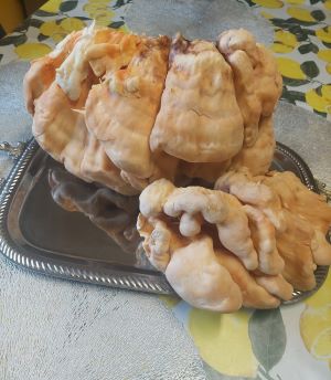 Schwefelporling von sechs Kilogramm; Foto Margit 11.9.25 Schwefelporling von sechs Kilogramm; Foto Margit 11.9.25