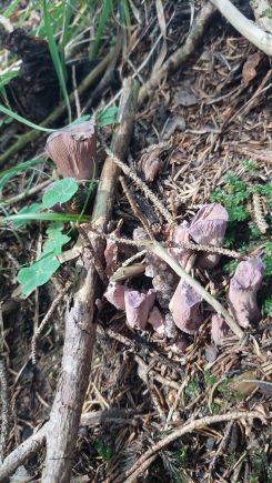 Schweinsohren; Foto Martin 20.7.25