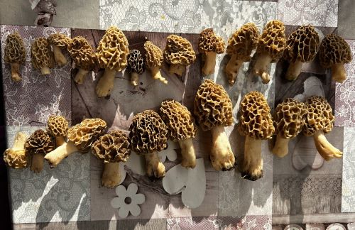 Zwei Dutzend herrliche Speisemorcheln; Foto Armin 20.4.25