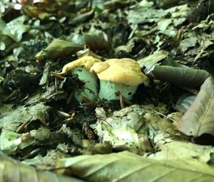 Junge Semmelstoppelpilze; Foto Jürgen 9.8.25