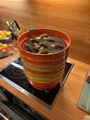 Sigg-Dörre mit sechs Siebetagen und RiMuMo; Foto Johannes 20.4.25 