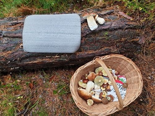 Wiedergefundenes Sitzkissen und Pilzkorb; Foto Agnes 12.11.25