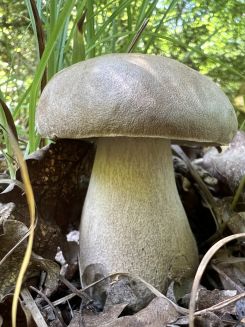 Sommersteinpilz; Foto Heiko 21.6.26