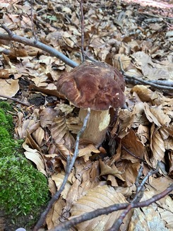 Dunkler Sommersteinpilz; Tobias 17.8.23