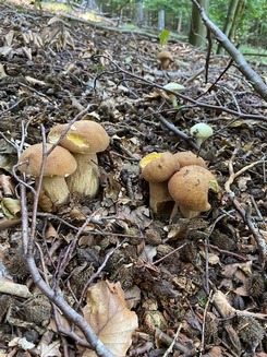 Gruppe von Sommersteinpilzen; Tobias 19.8.23