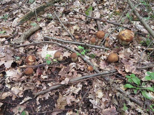 Viele Sommersteinpilze auf einem Fleck; Michael 9.8.23