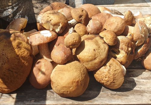 Herrliche Sommersteinpilze; Foto Ralph 11.8.25