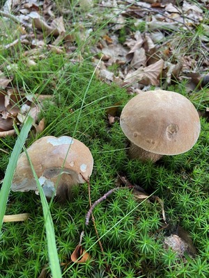 Sommersteinpilze; Tobias 13.8.23