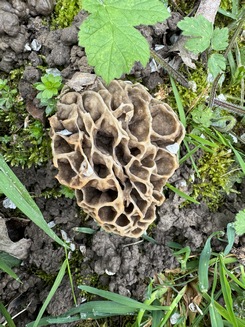 Speisemorchel mit weiten, großen Waben; Foto Oliver 17.3.24