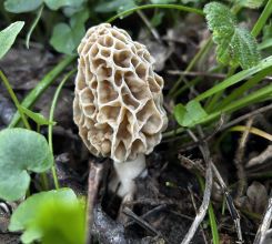 Speisemorchel; Foto Armin 20.4.25