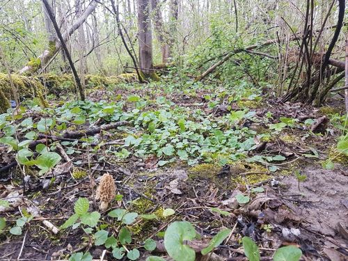 Speisemorchel Auwald Wendelin 24.4.23