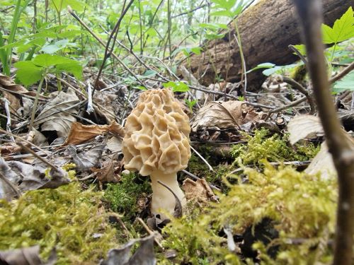 Speisemorchel in nördlicher Isaraue; Foto Wendelin 22.4.25