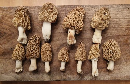 Österlicher Speisemorchelfund von Wendelin; Foto Wendelin 22.4.25