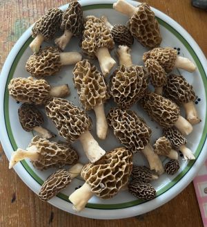 Teller mit Speisemorcheln; Foto Armin 17.4.25 Teller mit Speisemorcheln; Foto Armin 17.4.25