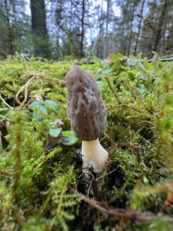 Spitzmorchel 2; Foto Heiko 14.3.25