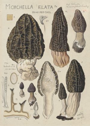 Spitzmorchel Hans Walty Christoph Merian Verlag