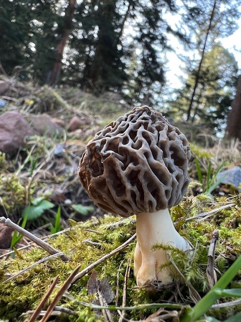 Spitzmorchel; Foto Heiko 8.3.26