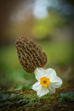 Spitzmorchel mit Narzisse; Foto Calin 21.4.25