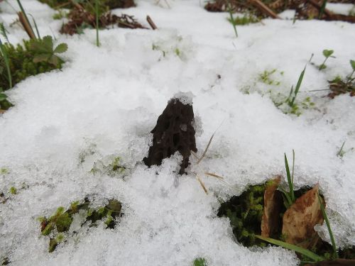 Spitzmorchel im Schnee; Foto Michael 30.3.26 Spitzmorchel im Schnee; Foto Michael 30.3.26