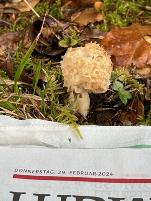 Spitzmorchel mit Tageszeitung vom 29. Februar 2024; Foto © Heiko 29.2.24