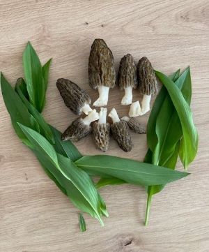 Spitzmorchelfund; Foto Christian 6.4.25