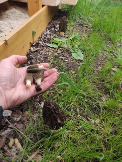 Spitzmorcheln; Foto Benjamin 3.4.24 Spitzmorcheln; Foto Benjamin 3.4.24