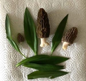 Erste Spitzmorcheln; Foto Christian 30.3.25