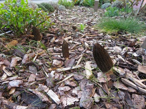 Spitzmorcheln im Mulch; Foto Michael 11.3.24