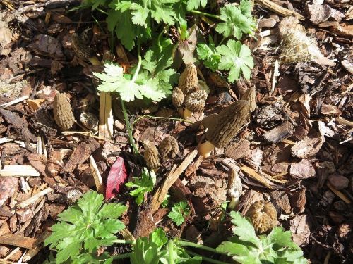 Spitzmorcheln im Mulchbeet; Foto Michael 8.4.26 Spitzmorcheln im Mulchbeet; Foto Michael 8.4.26