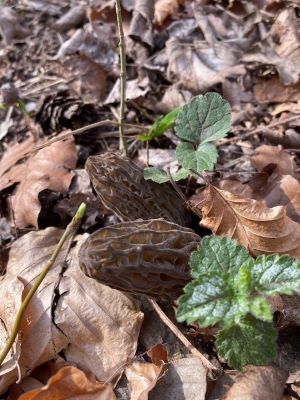 Spitzmorcheln aus der Nähe; Foto Christian 6.4.25