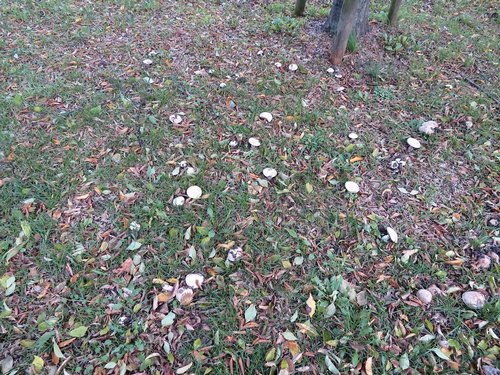 Stadtchampignons; Foto Michael 17.11.23