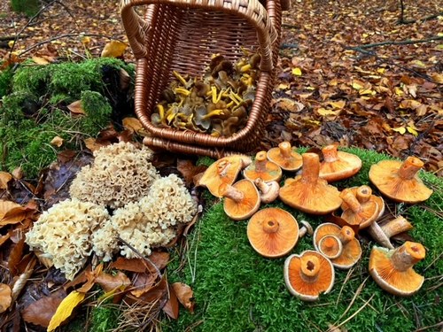 Ein schöner Herbstfund, schön präsentiert; Foto © Stefan 5.11.23