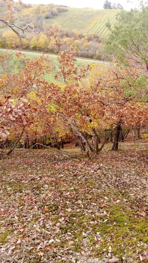 Steilhang, Blick bergab; Foto Oliver 31.10.25